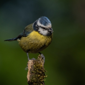 Redwell   02 06 2020   D500   Les 40.jpg